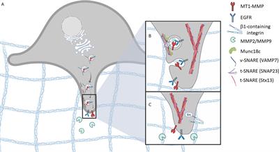 Targeting SNARE-Mediated Vesicle Transport to Block Invadopodium-Based Cancer Cell Invasion